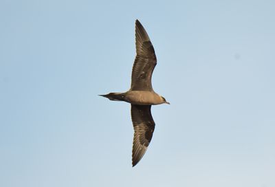 Arctic Skua
