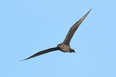 ARCTIC SKUA