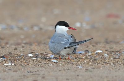 ARCTIC TERN