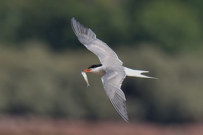 Common Tern 