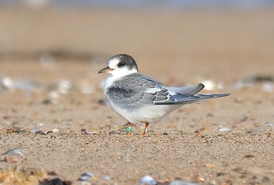 Common Tern