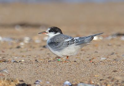 Common Tern