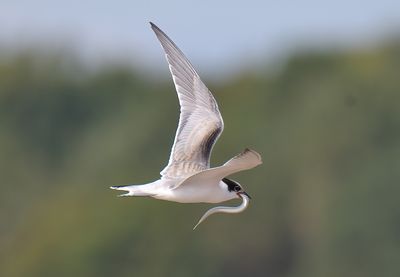 COMMON TERN