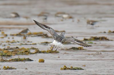 GREY PLOVER