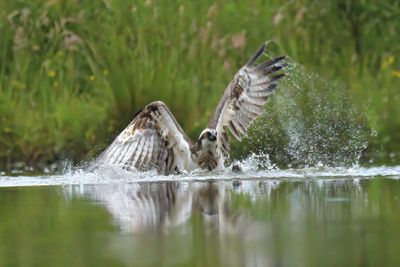 Osprey