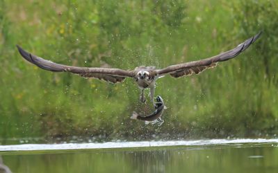 OSPREY