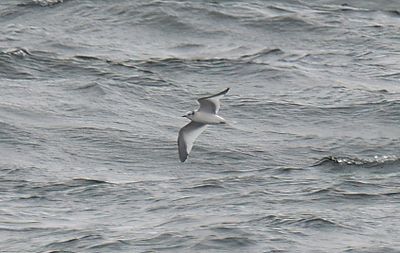 SABINE'S GULL