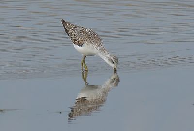 Marsh Sandpiper 