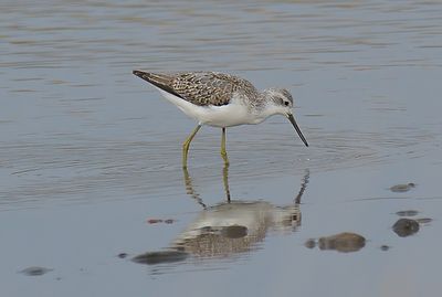 Marsh Sandpiper 