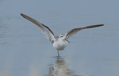 Marsh Sandpiper 