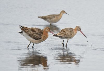 BLACK-TAILED GODWIT