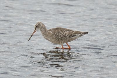 Spotted Redshank 