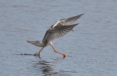 SPOTTED REDSHANK