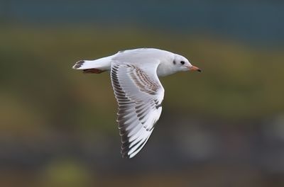 shetland_september_2025