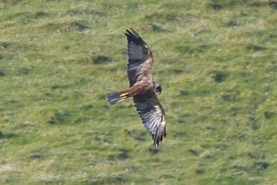 Marsh Harrier