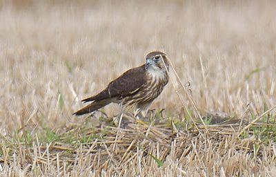 Merlin