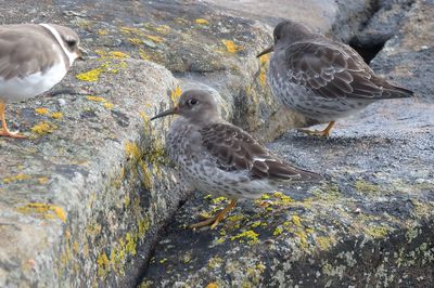 Purple Sandpiper