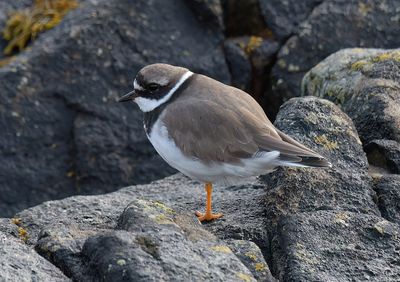 Ringed Plover