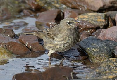 Rock Pipit