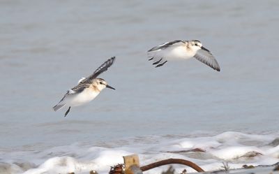 Sanderling
