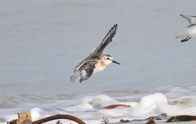 Sanderling