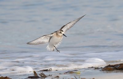 Sanderling