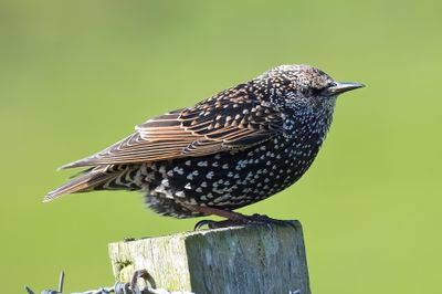 Starling