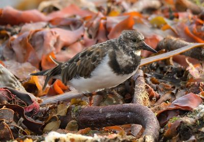 Turnstone