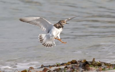 Turnstone
