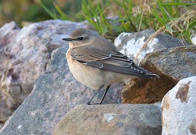 Wheatear