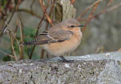 Wheatear