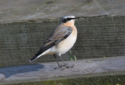 Wheatear