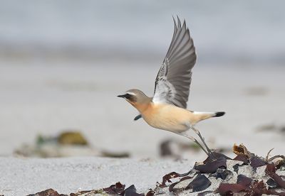 Wheatear
