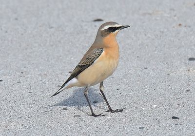 Wheatear