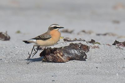 Wheatear