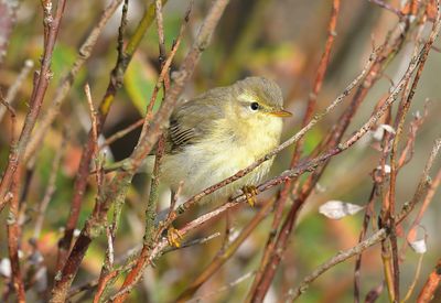 Willow Warbler