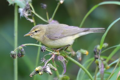 Willow Warbler