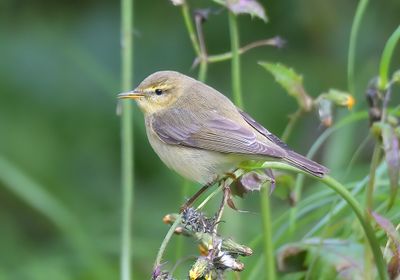 Willow Warbler