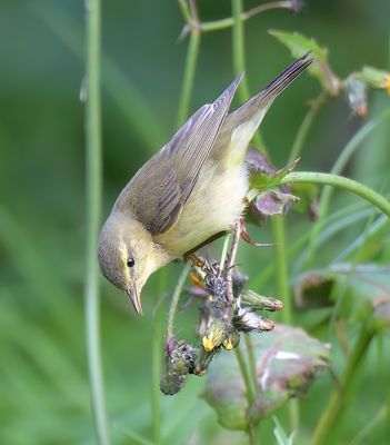 Willow Warbler