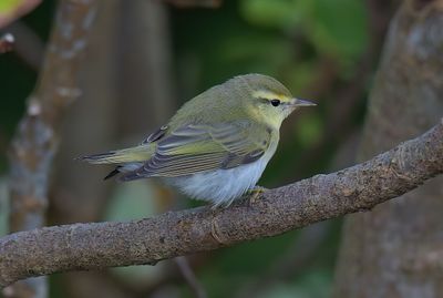 Wood Warbler