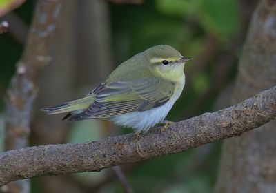 Wood Warbler
