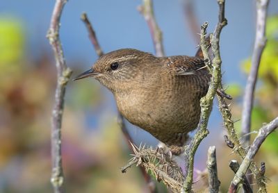 Wren