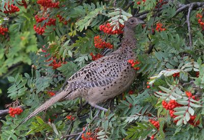 Pheasant