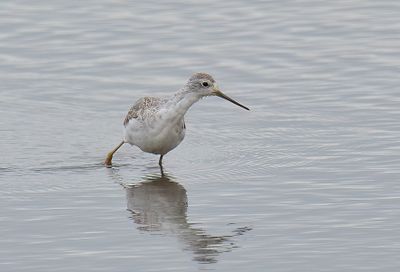 Marsh Sandpiper 