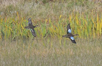 Blue-winged Teal