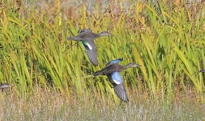 Blue-winged Teal