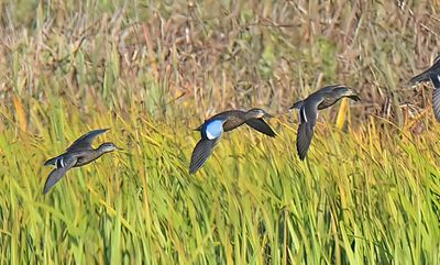 Blue-winged Teal