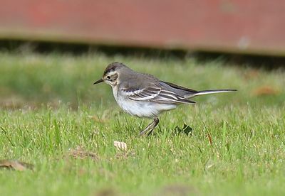Citrine Wagtail