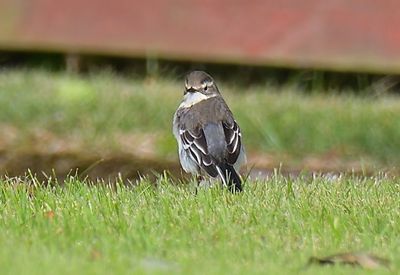Citrine Wagtail