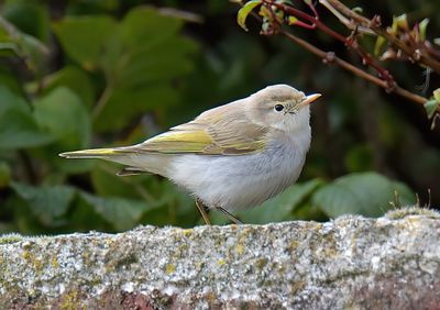 Eastern Bonelli's Warbler